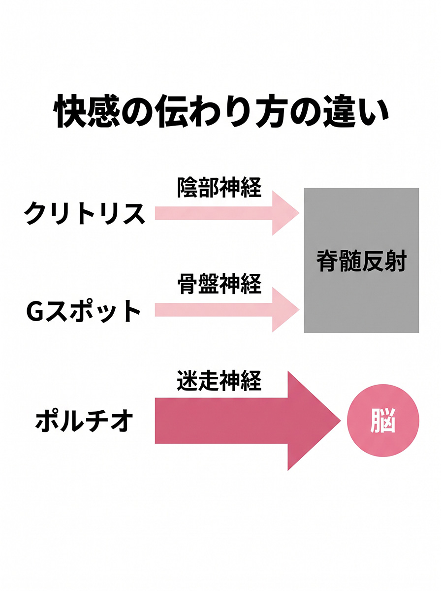 快感の伝わり方の違い クリトリスとGスポットは脊髄反射、ポルチオは迷走神経で脳へ